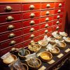 フィトミュージアム