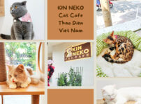 KIN NEKO Cat Cafe１５