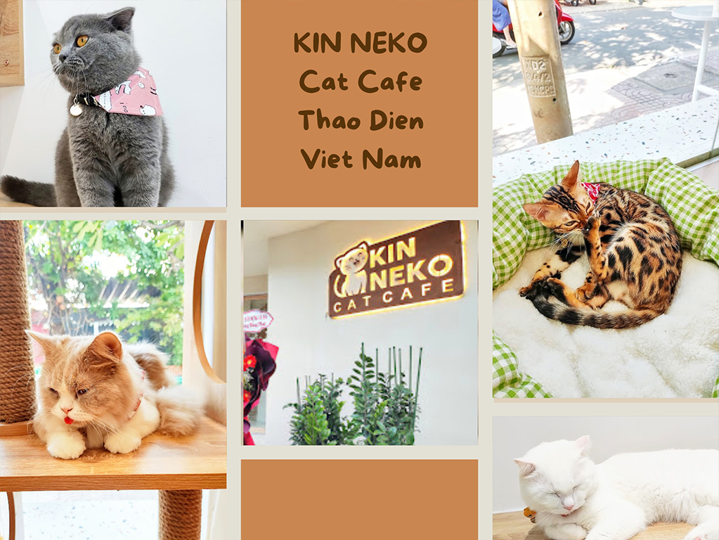 KIN NEKO Cat Cafe１５