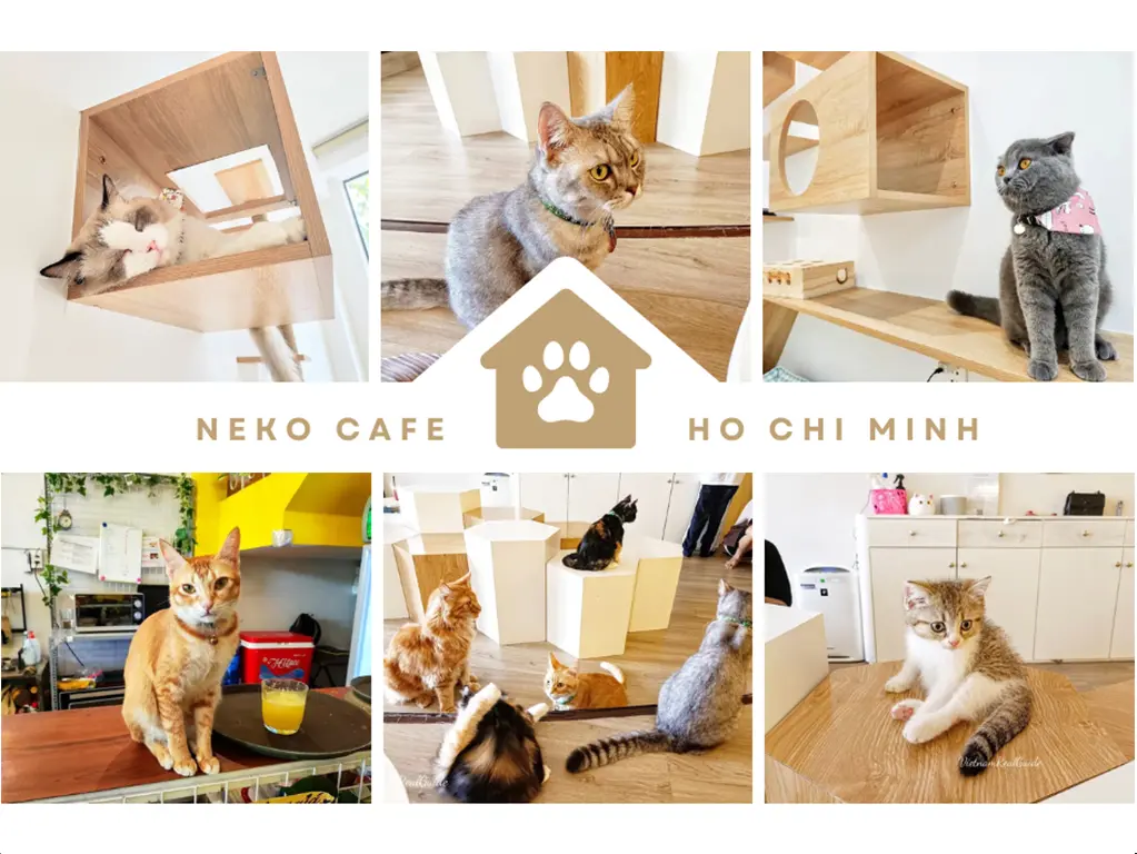 kinneko102